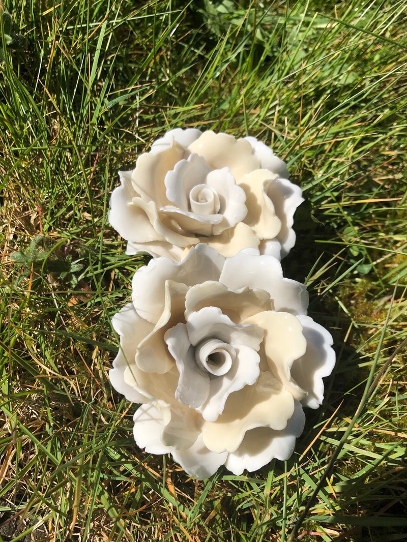 Porcelænsrose Gul